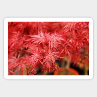 Red Acer Leaves Sticker